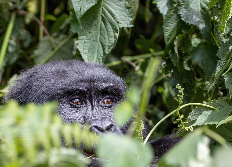 Jungles