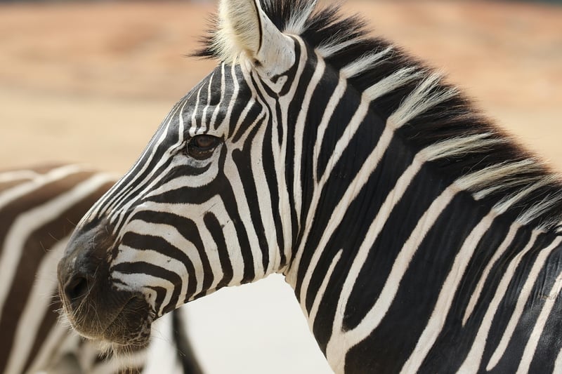 Safari