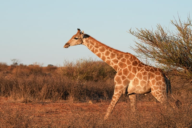 Giraffe in the wild